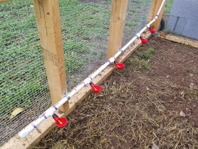 Pvc Chicken Waterer, Chicken Watering System, Chicken Waterer Diy, Chickens For Eggs, Chicken Feeder Diy, Chicken Waterer, Backyard Chicken Coop Plans, Diy Chicken Coop Plans, Chicken Feeders