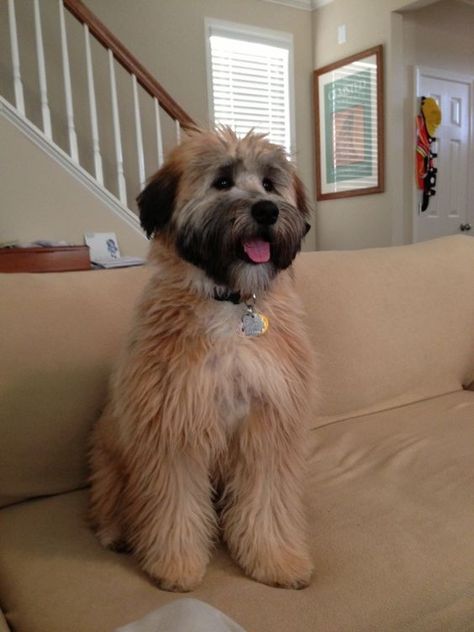 Wheaten Terrier Haircut, Terrier Haircut, Waterfall Rainbow, Wheaten Terrier Puppy, Wheaton Terrier, Newfoundland Puppies, Puppy Cut, Tibetan Terrier, Soft Coated Wheaten Terrier