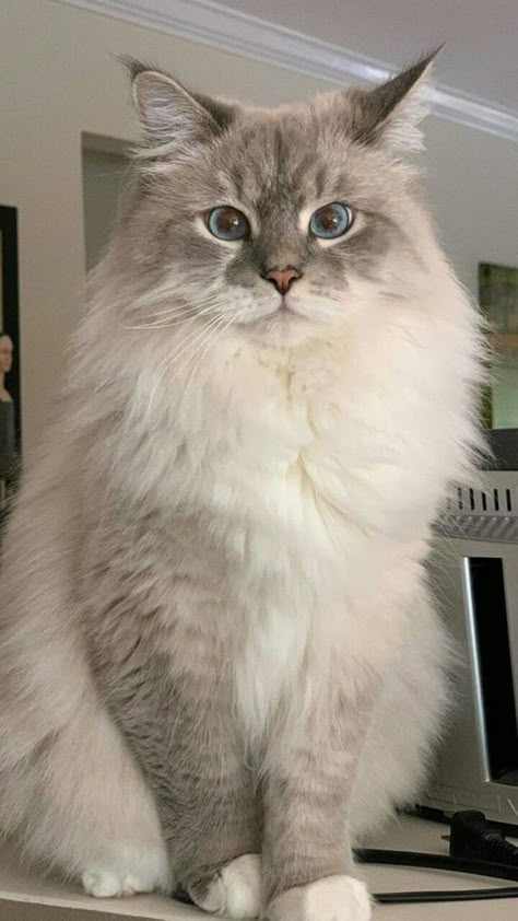 Fluffy Ragdoll Cat, Ib Art, Dream's Cat, Ragdoll Cats, Exotic Shorthair, Siberian Cat, Cute Little Kittens, Ragdoll Kitten, Gorgeous Cats