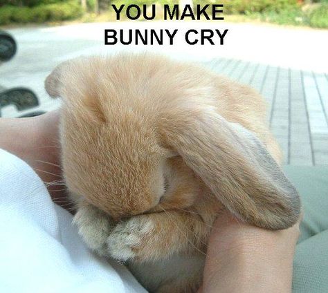 Fat Bunny | you make bunny cry rabbit crying sad butthurt image macro Animal Captions, Funny Animal Photos, Funny Animal Quotes, The Easter Bunny, Funny Bunnies, Funny Animal Memes, The Bunny, Amazing Animals, Baby Bunnies