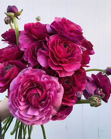 Instagram Spanish Bride, Lowndes Grove Wedding, Ranunculus, Amazing Flowers, Book Aesthetic, Fresh Flowers, Flower Power, I Saw, The Hamptons