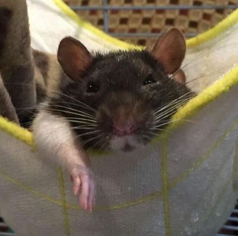 Rat Pfp, Rattus Rattus, Black Rat, Funny Rats, Cute Rats, A Rat, Mouse Rat, Pet Rats, Silly Animals