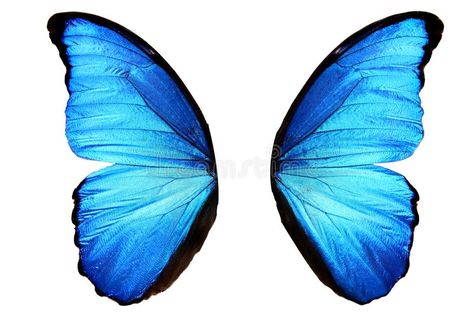 Background Butterfly, Butterfly Wings Pattern, Blue Butterfly Wings, Blue Morpho Butterfly, Butterfly Blue, Morpho Butterfly, Overlays Instagram, Butterfly Images, Blue Morpho