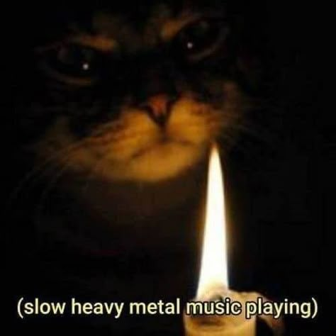 Music Playing, Heavy Metal Music, Metal Music, A Cat, Heavy Metal, Music