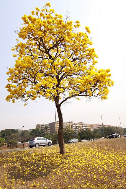 Golden Trumpet Tree by Flávio Cruvinel Brandão, via Flickr Trumpet Tree, Flowering Tree, Golden Harvest, Beautiful Trees, Autumn Colours, Mural Painting, Flowering Trees, Beautiful Tree, Garden Planning