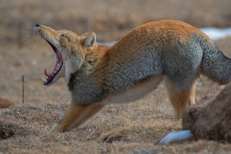 Tibetan Fox, Vulpes ferrilata, Dulan nature reserve, Tibetan Plateau, Qinghai, China | Staffan Widstrand Tibetan Fox, Fox Species, Serval Cats, Meme Page, Facial Expression, Nature Reserve, Facial Expressions, Brown Bear, Small Pets