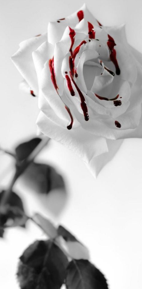 Blood Wallpaper, Red Roses Wallpaper, Dark Phone Wallpapers, Rose Wallpaper, Pretty Wallpapers Backgrounds, Red Aesthetic, Dark Wallpaper, Black Wallpaper, Aesthetic Backgrounds