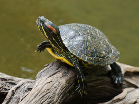 In the 1960's, the first real pet was often a baby red-eared slider turtle. Five-and-dime stores supplied a great many baby turtles sold in the US.  Typically costing only 25 or 50 cents, the red-eared slider became known as the dime-store turtle. The stores selling baby turtles also stocked small, plastic enclosures known as a "Turtle Lagoon." These enclosures were typically kidney shaped, with a ramp exiting the water reservoir & ending at an island, complete with a green plastic palm tree Red Ear Turtle, Turtle Tank Setup, Types Of Turtles, Red Eared Slider Turtle, Freshwater Turtles, Turtle Care, Slider Turtle, Wood Turtle, Red Eared Slider