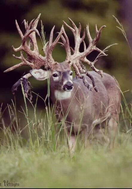 Whitetail Deer Pictures, Whitetail Deer Hunting, Big Deer, Deer Photos, Deer Pictures, Whitetail Bucks, Deer Family, Deer Hunters, Mule Deer