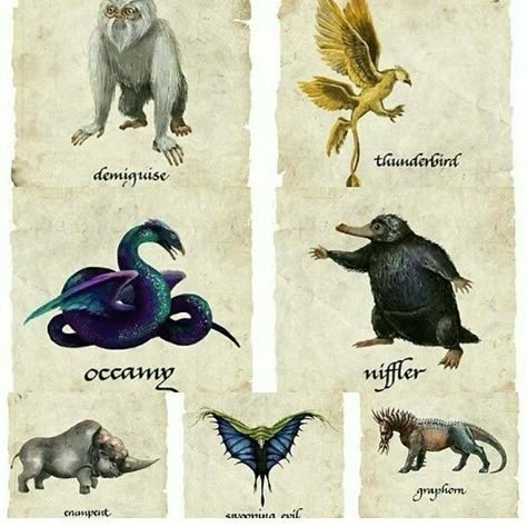 Fantastic Beasts Fantastic Beasts Creatures, Harry Potter Creatures, Fantastic Beasts Fanart, Fantastic Beasts Series, Fantasic Beasts, Fantastic Beasts Movie, Beast Creature, Theme Harry Potter, Iberian Peninsula