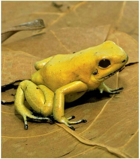 Golden Frog, Poison Frog, Poison Dart Frog, Dart Frogs, Amazing Frog, Poison Dart, Dart Frog, Green Frog, Frog And Toad