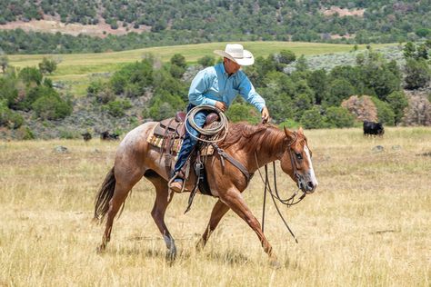 Ranch Riding Exercises, Riding Ideas, Western Horseman, Trail Riding Horses, Ranch Horses, Horse Training Exercises, Horse Images, Horseback Riding Tips, Ranch Riding