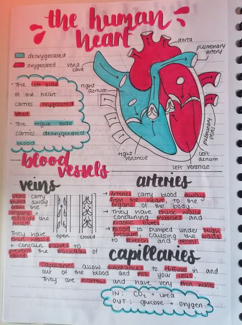 Biology Notes Aesthetic Heart, Heart Biology Notes, Grade 9 Science Notes Quarter 1, The Heart Revision, Heart Revision, Organisation Biology Notes, The Heart Notes, Heart Notes Aesthetic, Biology Revision Gcse Infection And Response