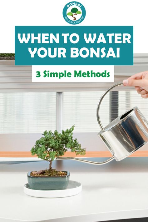 Are you curious if you are watering your bonsai tree correctly? Discover the 3 simple methods to accurately watering your bonsai tree so it grows healthy all year round. Bonsai Tree Care Indoor, Bonsai Tips, Bonsai Growing, Inside Gardening, Adenium Bonsai, Bonsai Fertilizer, Bonsai Fruit Tree, Seeds Growing, Bonsai Care