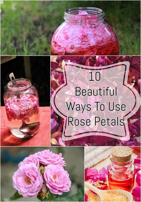 While beautiful to look at, here's why you should pluck some rose petals from your garden. #4 and #6 are my favorite ways to use them! Things To Make With Rose Petals, Things To Do With Dried Rose Petals, What Can I Do With Rose Petals, Rose Petal Crafts Diy, Diy Rose Petals Crafts, How To Use Rose Petals, Crafts With Rose Petals, Diy Flower Petals Crafts, Things To Do With Roses