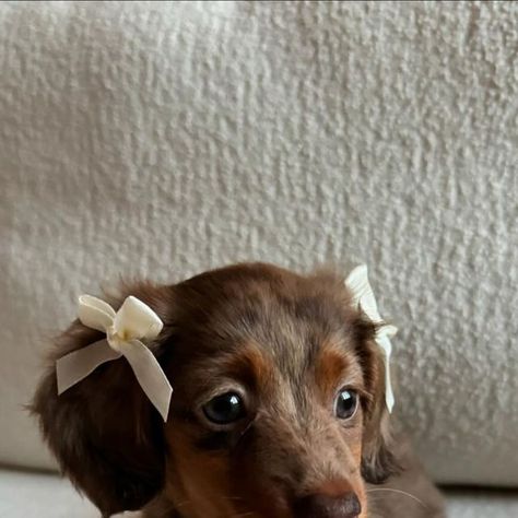 Chai the Dachshund on Instagram: "Mama said I’m serving coquette core this morning, whatever that means   -  #dachshunddaily #minidachshund #puppylove #coquette #teckel #teckelpuppy #dachsundpuppy #dachsundsofinstagram" Mini Dachshund Long Haired Dapple, Weenie Dog Aesthetic, Training Dachshund Puppies, Brown Dachshund Puppy, Blonde Dashound Puppy, Dachshund Dog Aesthetic, Mini Golden Retriever Dachshund, Daschund Aesthetics, Blonde Mini Dachshund Long Hair