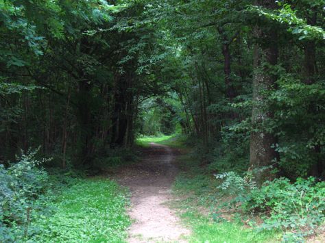 Forest Entrance, French Forest, Looking For Alaska, Promised Land, Blooming Rose, Main Colors, Wonderful Places, The Forest, Paris France