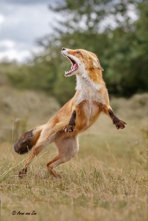 It Takes Two To Tango, Dog Jumping, Vulpes Vulpes, Animal Action, Animal Study, Foxtrot, It Takes Two, Wild Dogs, Cute Fox