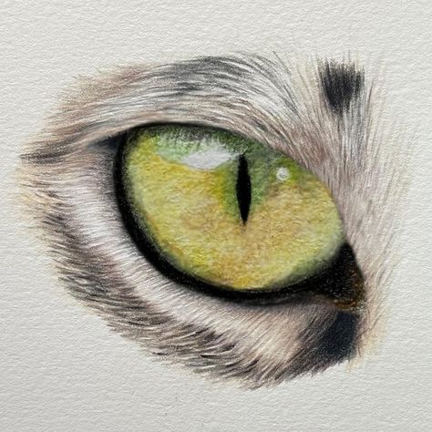 Sign Up to My Cat's Eye Challenge Cat Eye Drawing, Cat Eyes Drawing, Cat Eye Tutorial, Draw A Cat, Cat Eye Colors, Pencil Drawings Of Animals, Body Sketches, Cat Sketch, Cute Sketches