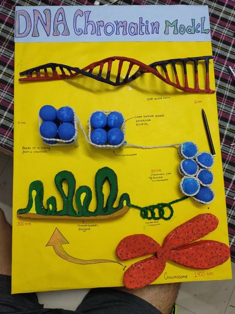 how DNA is condenced and chromosomes are formed Dna Working Model, Kidney Model Project, Dna Project Ideas, Chromosome Model, Biology Models, Dna Model Project, Life Science Middle School, Dna Project, Science Models