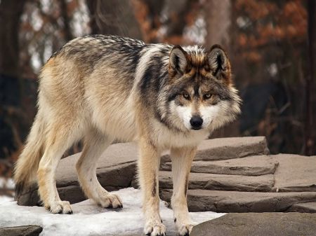 beautiful+endangered+mexican+wolf+-+Other+Wallpaper+ID+1396816+-+Desktop+Nexus+Animals Mexican Wolf, Ethiopian Wolf, Mexican Gray Wolf, Indian Wolf, Wolf Poses, Wolf World, Wolf Hybrid, Wolf Silhouette, Wolf Spirit Animal