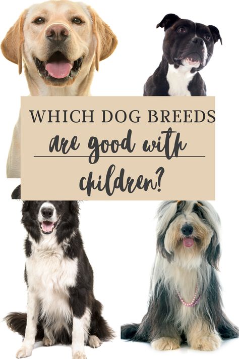 Which Dog Breeds Are Good With Children? 5 best dog breeds for families with children #DogBreeds #FamilyDogs #DogsBestWithChildren Best Family Dogs, Dog Breeds For Families, Dog Breed Names, Top Dog Breeds, Dog Training Books, Rare Dog Breeds, Dog Breeds List, Best Dogs For Families, All Breeds Of Dogs