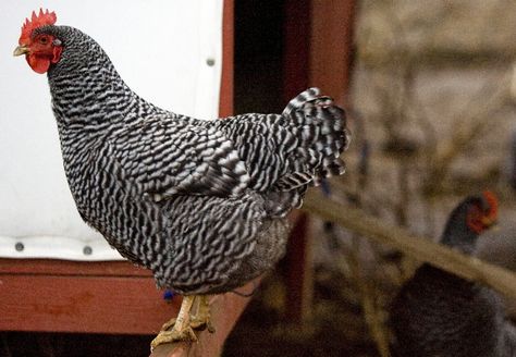 Barred Rock - Google Search Barred Rock Rooster, Rooster Paintings, Barred Rock Chickens, Plymouth Rock Chicken, Best Laying Chickens, Barred Rock, Laying Chickens Breeds, Automatic Chicken Coop Door, Laying Chickens