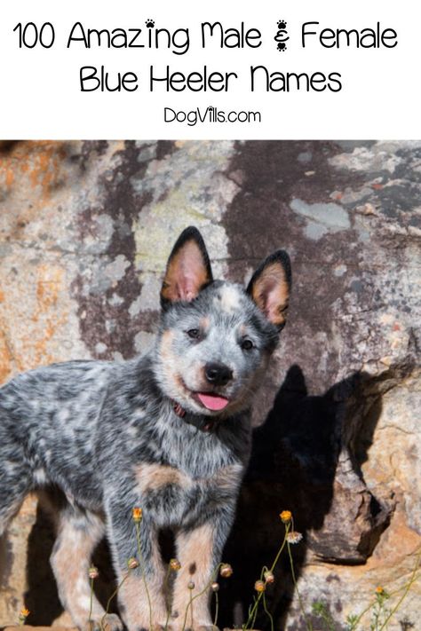 If you’re searching for some of the best male and female Blue Heeler names, we’ve got you covered! Below, we’re diving into 100 adorable ideas inspired by everything from their color to personality. Blue Healers Dog, Names That Mean Blue, Blue Heeler Puppy Names, Australian Heeler, Puppies Names Female, Red Heeler Dog, Blue Heeler Puppy, Unique Pets, Australian Cattle Dog Puppy