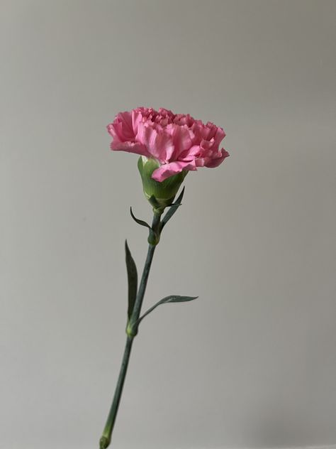 Anjer Carnation Dianthus Caryophyllus Carnation Dianthus, Carnation Tattoo, Dianthus Caryophyllus