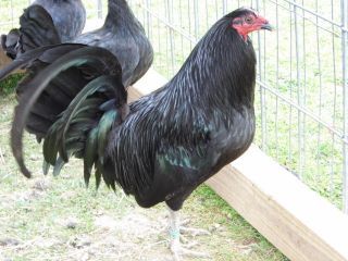 GAMEFOWL HATCHING EGGS ASSORTED 8+ SPANGLED BUTCHER PURE AND Giant Chicken Breeds, Kelso Gamefowl, Barnevelder Chicken, Australorp Chicken, Black Australorp, Jersey Giant, Ameraucana Chicken, Rooster Breeds, Giant Chicken