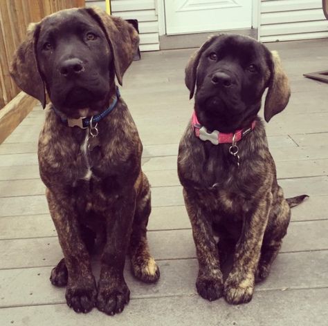 Lab Mastiff Mix Dog, Mastador Dog, Will Trent, Bull Mastiff Puppies, Pretty Pets, English Mastiff Puppies, Doodle Breeds, Mastiff Mix, Cavachon Puppies