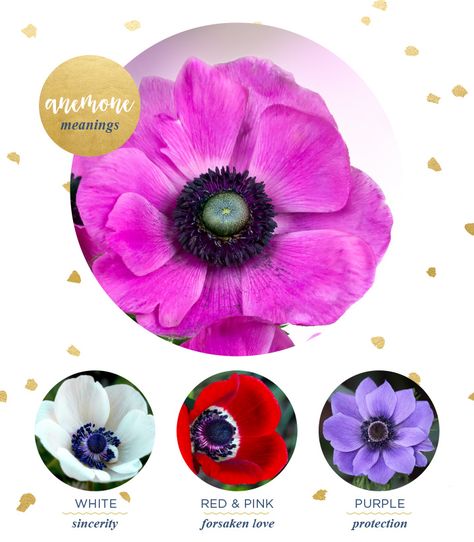 A guide on anemone flower meanings and origins including anemone flower color symbolisms, flower facts, and uses. Anemone Meaning, Anemone Flower Tattoo, Flower Leg Tattoo, Flowers Language, Flower Facts, Flower Sleeve Tattoo, Yellow Freesia, Flowers Of The Month, White Anemone Flower