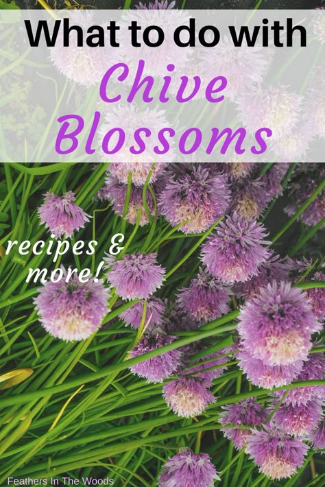 Chive blossoms, fresh! Chive Flower Butter, Uses For Chive Blossoms, Chive Flower Recipes, Chive Flower Infused Oil, Chive Blossom Oil, Chive Flowers Uses, Chive Flower Uses, Chive Flower Vinegar, Chive Blossom Recipe