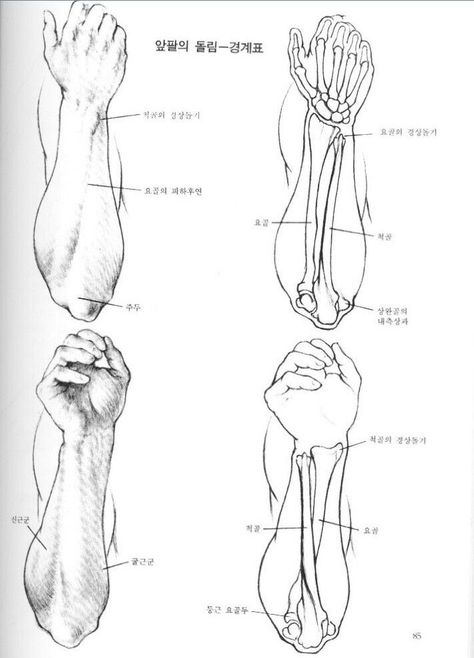 Anatomy Drawing Tutorial, Arm Anatomy, Skeleton Anatomy, Artists Painting, Anatomy Tutorial, Human Body Anatomy, Human Anatomy Drawing, Human Figure Drawing, Human Anatomy Art