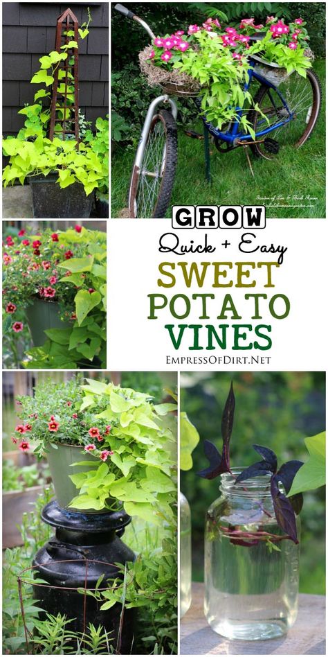 When It comes to quick, easy to grow, goof-proof annuals, sweet potato vine (Ipomoea butatas) is one of the best. I'll show you some creative uses for these reliable, gorgeous vines. Sweet Potato Vine Planter, Sweet Potato Plant, Growing Sweet Potatoes, Sweet Potato Vine, Potato Vines, Garden Vines, Growing Tips, Creative Gardening, Easy Plants