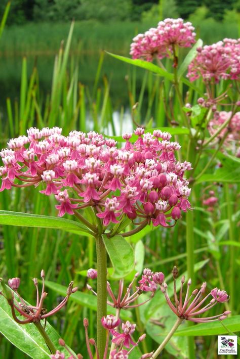 Rainy Garden, Asclepias Incarnata, Swamp Milkweed, Shade Garden Plants, Country Gardens, Monarch Butterflies, The Monarch, Native Garden, Country Gardening