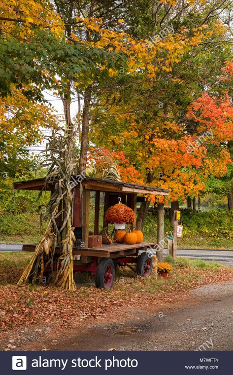 Download this stock image: Roadside farm stand in Autumn, Lithgow, New York - M7WFT4 from Alamy's library of millions of high resolution stock photos, illustrations and vectors. Pumpkin Farm Stand Ideas, Roadside Pumpkin Stand, Fall Farm Stand, Pumpkin Stand Roadside, Roadside Farm Stand On Wheels, Homestead Pumpkin Patch, Roadside Farm Stand, Pumpkin Patch Attractions, Autumn Farm