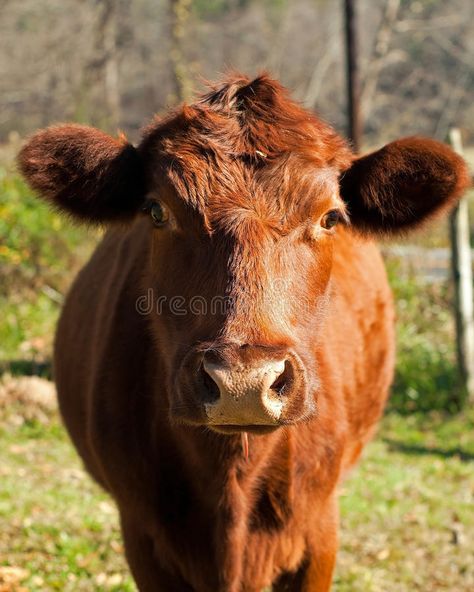 Cow Front View, Red Angus Cows, Red Heifer, Angus Cow, Angus Cattle, Grassy Field, Down On The Farm, Drawing Projects, Sioux Falls