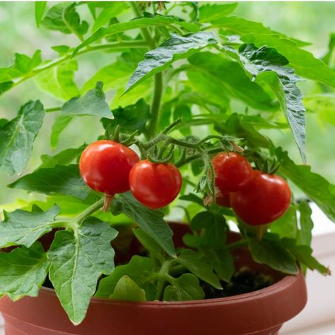 Growing Tomatoes In Pots - 5 Best Tomato Varieties For Containers Growing Tomatoes In Pots, Tomato Blight, Tomatoes In Pots, Watering Tomatoes, Black Cherry Tomato, Cherry Tomato Plant, Tomato Varieties, Determinate Tomatoes, Growing Tomatoes In Containers