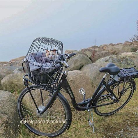 Cat Princess, Adventure Cat, Campervan Life, Cat Meow, Bike Basket, Dog Adventure, Cat Room, Cat Aesthetic, Travel The World