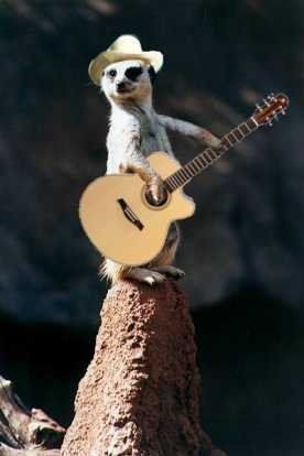 meerkats Animals Playing Instruments, Hunter Huntsman, Silly Animal Pictures, Thank A Farmer, Animals Playing, Funny Pics, Love Me