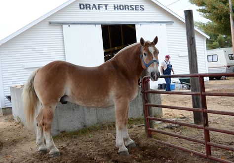 Fryeburg Fair 2015 Fryeburg Fair Maine, Maine Homes, Draft Horses, Field Day, Horse Drawn, Blue Ribbon, My Favorite Part, Beautiful Horses, Lemon Juice