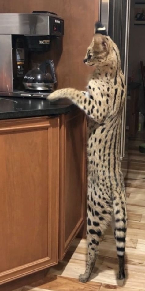 African Savannah Cat, Serval Cat Aesthetic, Serval Fursona, Serval Drawing, Savannah Cat Full Grown, Caracal Cat Pet, Ashera Cat, Savanna Cat, African Serval Cat