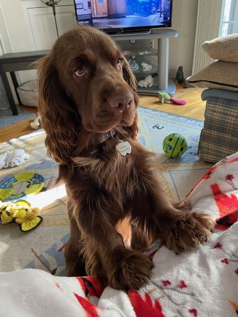 Sammy the Sussex Spaniel Sussex Spaniel, Cocker Spaniel, Great Love, Cuteness Overload, Spaniel, Puppy Love, Dog Breeds, Labrador Retriever, Puppies