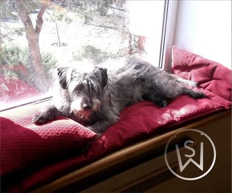 Dog Window Seat, Indoor Dog Bed, Window Boards, Dog Window, Window Perch, Soft Furniture, Window Ledge, Old Sofa, Indoor Dog