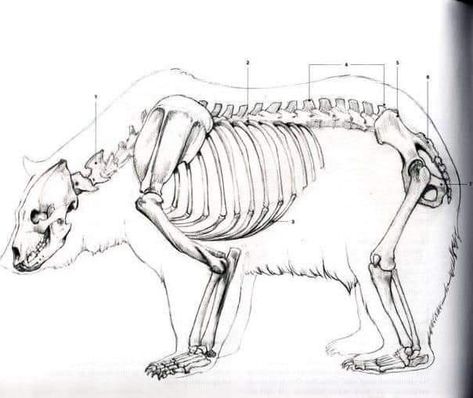 Bear Anatomy, Animal Skeleton, Skeleton Anatomy, Cat Anatomy, Animal Skeletons, California Bear, Bear Drawing, Animal Study, Bear Face