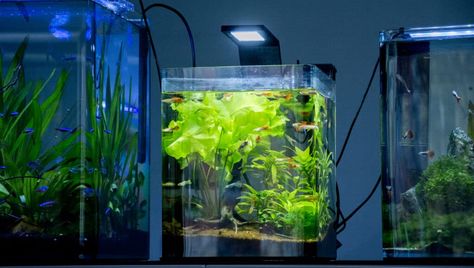 2.5 Gallon Tank Ideas, 3 Gallon Fish Tank, Betta Fish Tank Ideas, 5 Gallon Tank, 5 Gallon Aquarium, Fish Tank Ideas, Snail Tank, Fish Types, Rimless Aquarium