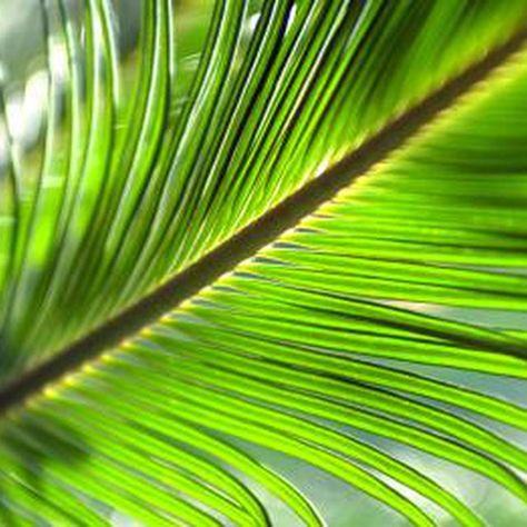 How to Preserve Palm Fronds How To Dry Palm Fronds, Campervan Design, Palm Sunday Decorations, Palm Tree Crafts, Jungle Theme Party, Coastal Ideas, Palm Frond Art, Small Shoulder Tattoos, Sago Palm