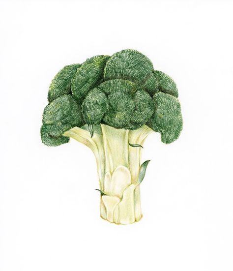 Broccoli Illustration, Broccoli Drawing, Drawing Vegetables, Fruits Watercolor, Vegetables Illustration, Vegetable Drawing, Vegetable Print, Botanical Artists, Vegetable Illustration