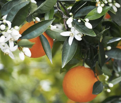 Scent Garden, Neroli Essential Oil, Making Essential Oils, Citrus Fragrance, Close Up Photography, Bitter Orange, Blossom Tree, Orange Tree, Floral Photo